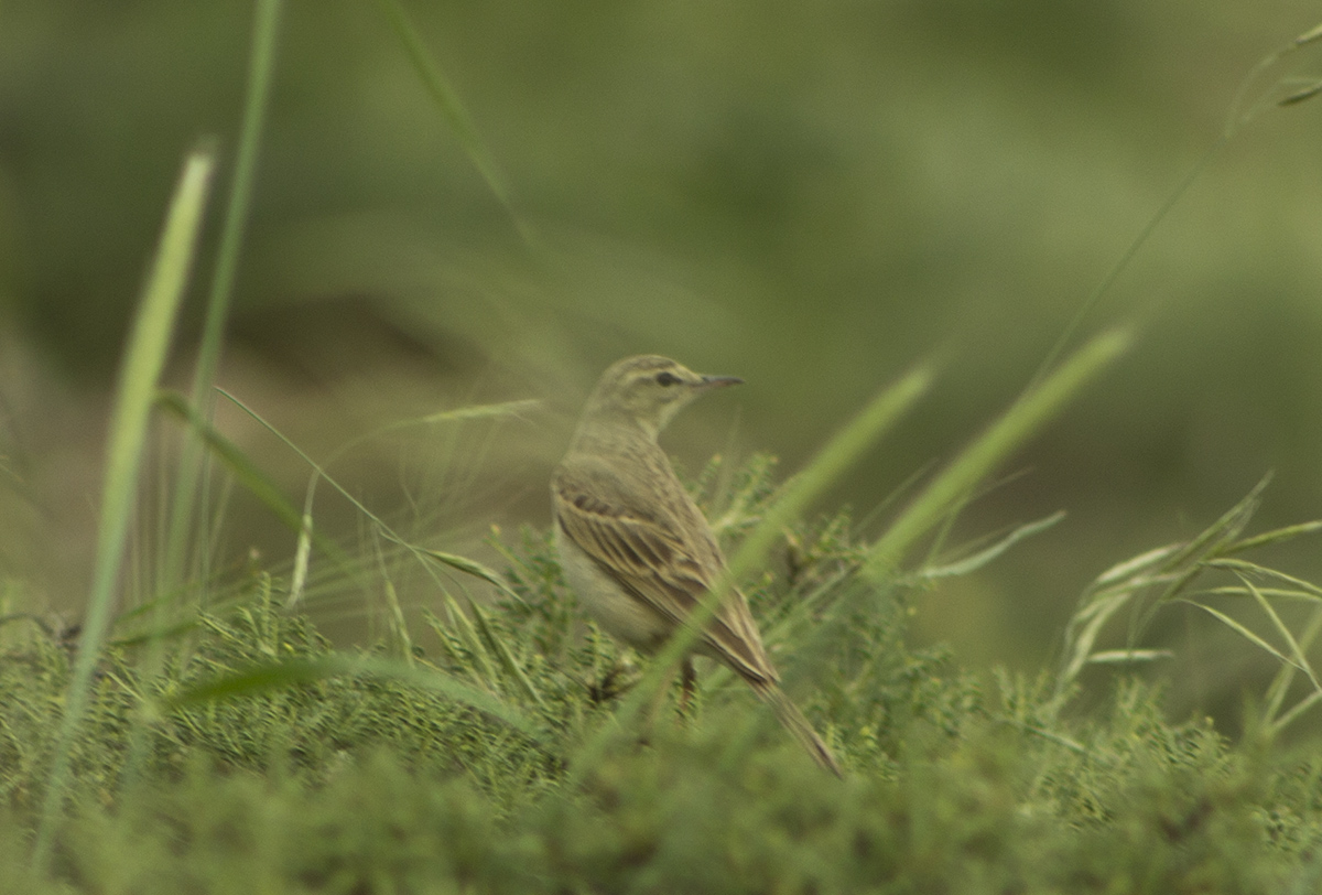 Tawny Pipit